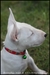 รูปย่อ ขาย ลูกสุนัข มินิบลูเทอเรีย Minibullterrier สีขาว สวย ๆ รูปที่3