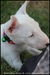 รูปย่อ ขาย ลูกสุนัข มินิบลูเทอเรีย Minibullterrier สีขาว สวย ๆ รูปที่2