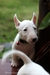 รูปย่อ ขาย ลูกสุนัข มินิบลูเทอเรีย Minibullterrier สีขาว สวย ๆ รูปที่6