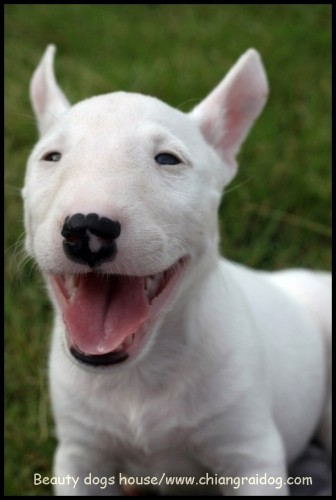 ขาย ลูกสุนัข มินิบลูเทอเรีย Minibullterrier สีขาว สวย ๆ รูปที่ 1