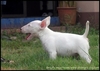 รูปย่อ ขาย ลูกสุนัข มินิบลูเทอเรีย Minibullterrier สีขาว สวย ๆ รูปที่4