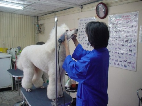 โรงเรียนสอนวิชาชีพตัดขนสุนัข กราฟฟิก กรูมมิ่ง สอนโดยแชมป์ประเทศไทย เปิดรับสมัครผู้ที่สนใจเรียนตัดแต่งขนสุนัขทุกสายพันธุ์ รูปที่ 1