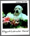 รูปย่อ LABRADOR Labrador Labrador ลาบราดอร์ ลาบราดอร์ ลาบราดอร์ LABRADOR LABRADOR LABRADOR ลาบราดอร์ ลาบราดอร์ ลาบราดอร์ รูปที่6