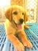 รูปย่อ บริการฝึกสุนัข ฝากเลี้ยง สระว่ายนำสุนัข อาบน้ำตัดขน โชว์ รูปที่4