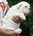 รูปย่อ มีลูก Bulldog อ้วนๆ กลมๆ น่ารักๆ มาขายครับ รูปที่3