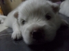 รูปย่อ เปิดจองน้องหมาค่ะ ลูกสุนัขพันธุ์เจแปนนิส สปิตซ์ แท้  ขนขาวมากๆ (แอบเหมือนลูกหมีขาวเลยค่ะ อิอิ) รูปที่2