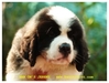รูปย่อ ลูกสุนัขเซนต์เบอร์นาร์ด บ้านออนเซนต์เฮ้าส์ ครอก 4J รูปที่1