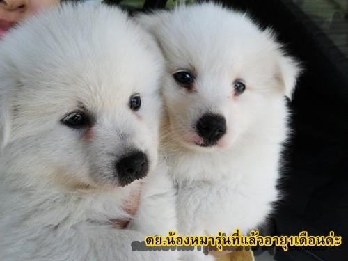 เปิดจองน้องหมาค่ะ ลูกสุนัขพันธุ์เจแปนนิส สปิตซ์ แท้  ขนขาวมากๆ (แอบเหมือนลูกหมีขาวเลยค่ะ อิอิ) รูปที่ 1