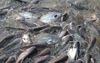 รูปย่อ สิงห์บุรี ปลาดุก รับซื้อ - ขาย  ปลาดุก  ปลาสวาย  ปลาช่อน และปลาน้ำจืดชนิดต่าง ๆ  โดย เสน่ห์ฟาร์ม รูปที่2