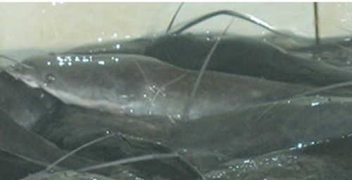 สิงห์บุรี ปลาดุก รับซื้อ - ขาย  ปลาดุก  ปลาสวาย  ปลาช่อน และปลาน้ำจืดชนิดต่าง ๆ  โดย เสน่ห์ฟาร์ม รูปที่ 1