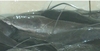 รูปย่อ สิงห์บุรี ปลาดุก รับซื้อ - ขาย  ปลาดุก  ปลาสวาย  ปลาช่อน และปลาน้ำจืดชนิดต่าง ๆ  โดย เสน่ห์ฟาร์ม รูปที่1