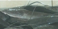 สิงห์บุรี ปลาดุก รับซื้อ - ขาย  ปลาดุก  ปลาสวาย  ปลาช่อน และปลาน้ำจืดชนิดต่าง ๆ  โดย เสน่ห์ฟาร์ม