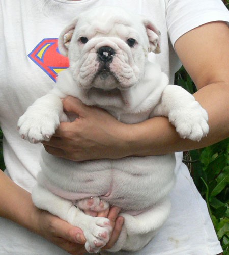 มีลูก Bulldog อ้วนๆ กลมๆ น่ารักๆ มาขายครับ รูปที่ 1