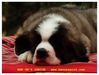 รูปย่อ ลูกสุนัขเซนต์เบอร์นาร์ด บ้านออนเซนต์เฮ้าส์ ครอก 4J รูปที่2