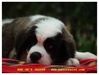 รูปย่อ ลูกสุนัขเซนต์เบอร์นาร์ด บ้านออนเซนต์เฮ้าส์ ครอก 4J รูปที่3