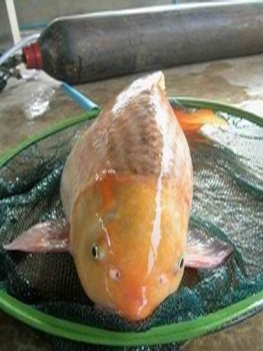 จำหน่ายพันธุ์ปลาน้ำจืดทุกชนิด โดย กัญญาพันธุ์ปลา รูปที่ 1