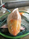 จำหน่ายพันธุ์ปลาน้ำจืดทุกชนิด โดย กัญญาพันธุ์ปลา