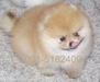 รูปย่อ ลูก PoM ไซด์เล็ก Grade A หลายสีจ้า มี Pedigree และรับบัตรเครดิตนะ รูปที่5