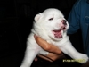 รูปย่อ เปิดจองน้องหมาค่ะ ลูกสุนัขพันธุ์เจแปนนิส สปิตซ์ แท้  ขนขาวมากๆ (แอบเหมือนลูกหมีขาวเลยค่ะ อิอิ) รูปที่5