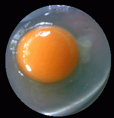 ไข่ไก่สด ส่ง ปลีก  ธุระกิจจำหน่ายไข่ไก่กำไรงาม สำหรับผู้เริ่มต้นและมืออาชีพ รูปที่ 1