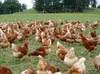 รูปย่อ ไข่ไก่สด ส่ง ปลีก  ธุระกิจจำหน่ายไข่ไก่กำไรงาม สำหรับผู้เริ่มต้นและมืออาชีพ รูปที่5