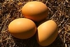รูปย่อ ไข่ไก่สด ส่ง ปลีก  ธุระกิจจำหน่ายไข่ไก่กำไรงาม สำหรับผู้เริ่มต้นและมืออาชีพ รูปที่2