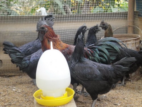 ขาย ไก่ดำ ไข่ไก่ดำ ส่งทั่วประเทศครับ รูปที่ 1