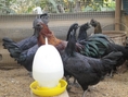 ขาย ไก่ดำ ไข่ไก่ดำ ส่งทั่วประเทศครับ