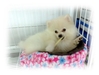 รูปย่อ ขายลูกสุนัขปอมสีขาว T-CUP อายุ 3 เดือน ตัวผู้จ๊ะ น่ารักสุดๆ (มีใบเพ็ด) รูปที่5