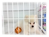 รูปย่อ ขายลูกสุนัขปอมสีขาว T-CUP อายุ 3 เดือน ตัวผู้จ๊ะ น่ารักสุดๆ (มีใบเพ็ด) รูปที่4