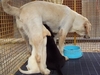 รูปย่อ ขายลูกสุนัขลาบราดอร์เพศเมีย 2 ตัว 2 สี ค่ะ (ราชบุรี) รูปที่2