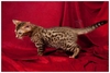 รูปย่อ ขายลูกแมวเบงกอล (Bengal Cat) พันธุ์แท้ 100% ลายเสือ  สวยมากๆๆๆ  มีรูปด้วยค่ะ รูปที่5