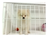 รูปย่อ ขายลูกสุนัขปอมสีขาว T-CUP อายุ 3 เดือน ตัวผู้จ๊ะ น่ารักสุดๆ (มีใบเพ็ด) รูปที่3