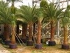 รูปย่อ Bangkok Palms จำหน่าย ต้นกล้า Cycas cairnsiana , Encephalartos Horridus , เมล็ดตาลฟ้า รูปที่5