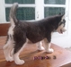 รูปย่อ ขายลูกสุนัขไซบีเรียนฮักกี้ จำนวน 4 ตัว ราคา ตัวละ 8,000 บาท รูปที่4