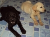 รูปย่อ ขายลูกสุนัขลาบราดอร์เพศเมีย 2 ตัว 2 สี ค่ะ (ราชบุรี) รูปที่6