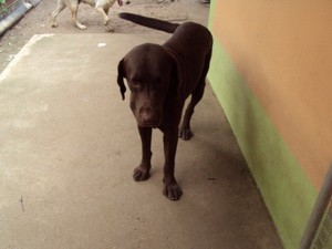 ขายลูกสุนัขลาบราดอร์เพศเมีย 2 ตัว 2 สี ค่ะ (ราชบุรี) รูปที่ 1