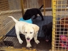 รูปย่อ ขายลูกสุนัขลาบราดอร์เพศเมีย 2 ตัว 2 สี ค่ะ (ราชบุรี) รูปที่4