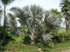 รูปย่อ Bangkok Palms จำหน่าย ต้นกล้า Cycas cairnsiana , Encephalartos Horridus , เมล็ดตาลฟ้า รูปที่3