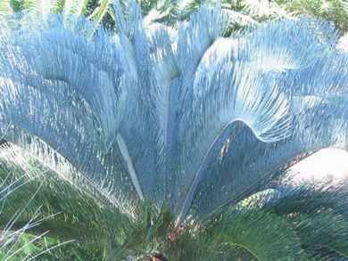 Bangkok Palms จำหน่าย ต้นกล้า Cycas cairnsiana , Encephalartos Horridus , เมล็ดตาลฟ้า รูปที่ 1