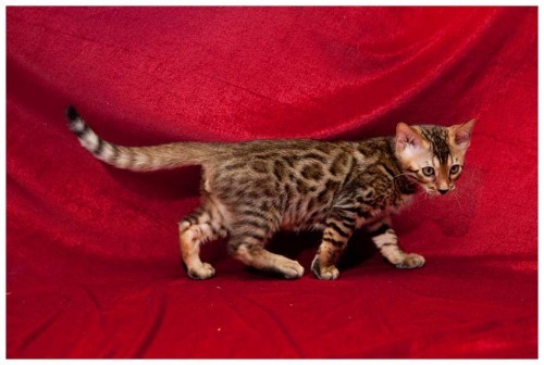ขายลูกแมวเบงกอล (Bengal Cat) พันธุ์แท้ 100% ลายเสือ  สวยมากๆๆๆ  มีรูปด้วยค่ะ รูปที่ 1