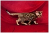 รูปย่อ ขายลูกแมวเบงกอล (Bengal Cat) พันธุ์แท้ 100% ลายเสือ  สวยมากๆๆๆ  มีรูปด้วยค่ะ รูปที่1