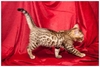 รูปย่อ ขายลูกแมวเบงกอล (Bengal Cat) พันธุ์แท้ 100% ลายเสือ  สวยมากๆๆๆ  มีรูปด้วยค่ะ รูปที่4
