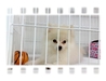 รูปย่อ ขายลูกสุนัขปอมสีขาว T-CUP อายุ 3 เดือน ตัวผู้จ๊ะ น่ารักสุดๆ (มีใบเพ็ด) รูปที่6