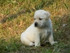 รูปย่อ ฟาร์มสุนัข greencorner ลาบราดอร์ (Labrador retriever) มีลูกสุนัข ที่เกิดจาก พ่อพันธุ์แชมป์ แม่พันธุ์แชมป์ รูปที่3