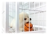 รูปย่อ ขายลูกสุนัขปอมสีขาว T-CUP อายุ 3 เดือน ตัวผู้จ๊ะ น่ารักสุดๆ (มีใบเพ็ด) รูปที่2