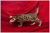 รูปย่อ ขายลูกแมวเบงกอล (Bengal Cat) พันธุ์แท้ 100% ลายเสือ  สวยมากๆๆๆ  มีรูปด้วยค่ะ รูปที่2