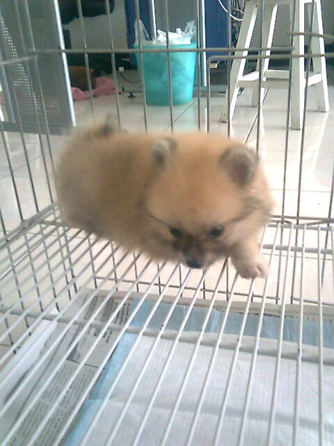 ลูกสุนัขปอมเกรด เลี้ยงเล่น พื้นที่น้อยๆ ไปไหนไปกันได้ ราคาไม่แพง พร้อมส่ง รูปที่ 3