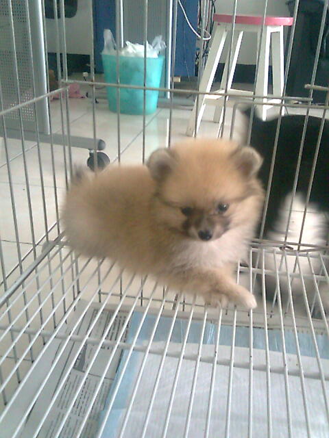 ลูกสุนัขปอมเกรด เลี้ยงเล่น พื้นที่น้อยๆ ไปไหนไปกันได้ ราคาไม่แพง พร้อมส่ง รูปที่ 4