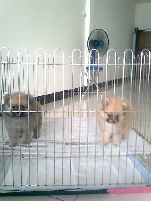 ลูกสุนัขปอมเกรด เลี้ยงเล่น พื้นที่น้อยๆ ไปไหนไปกันได้ ราคาไม่แพง พร้อมส่ง รูปที่ 2